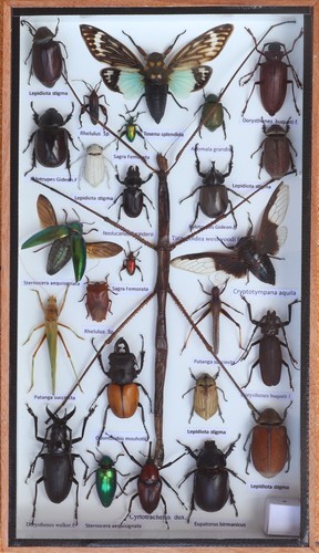 Stick insect taxidermy - stick,
