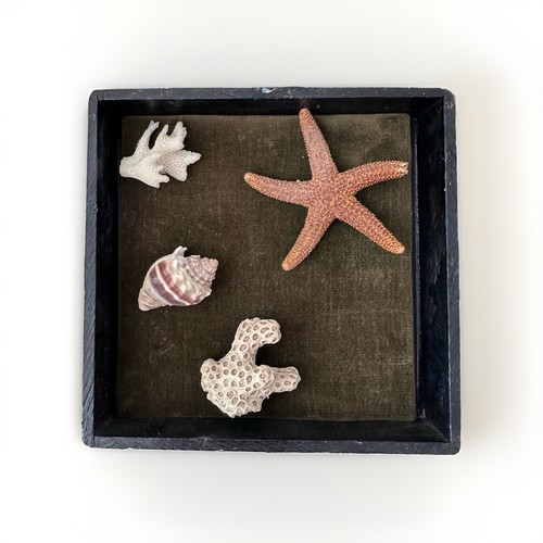 Shadow box natural shell - box,