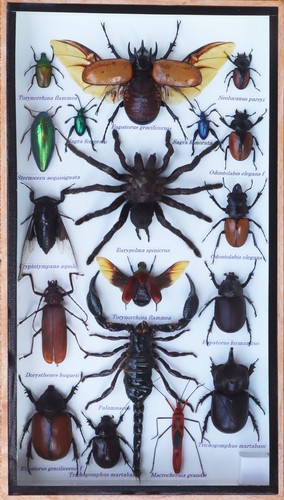 Insect taxidermy collection - taxidermy,